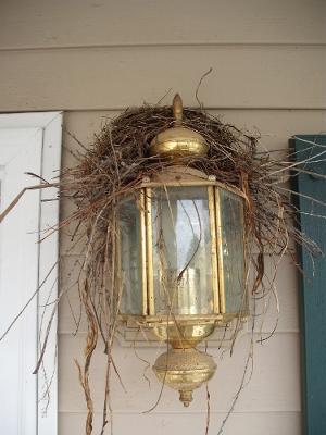 robin nest built on top of front door light fixture