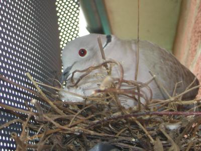 The Dove we Named Boris