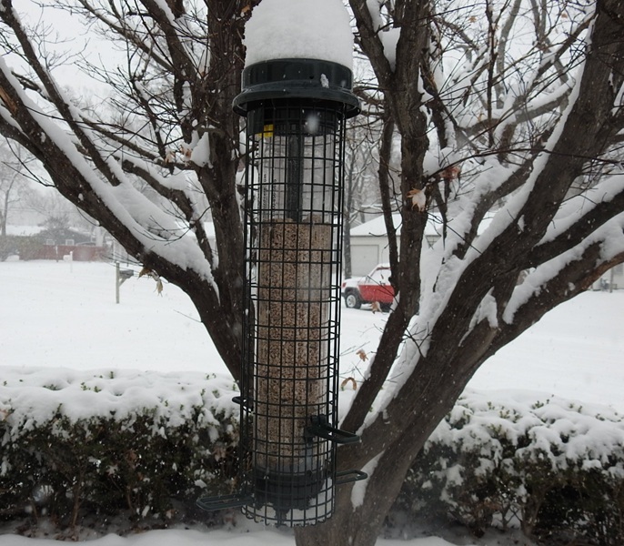 Finch Feeder