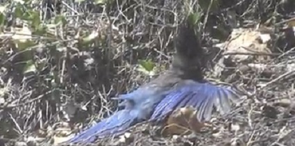 stellar's jay sunning