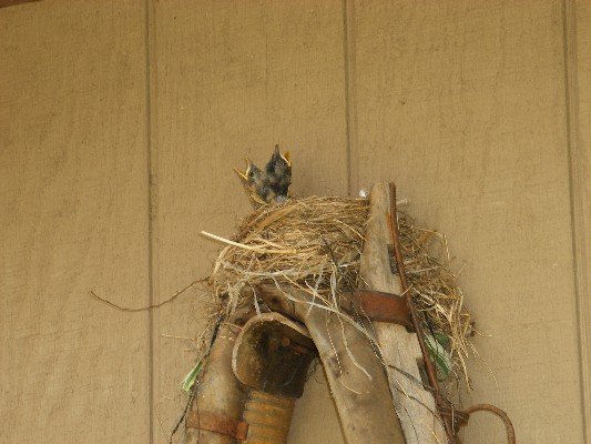 robin nest on horse collar hanging on side of a barn