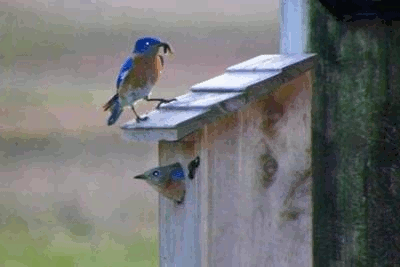 male and female blubird at birdhouse
