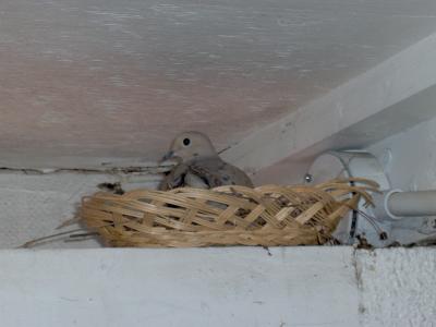 male dove in wicker basket nest