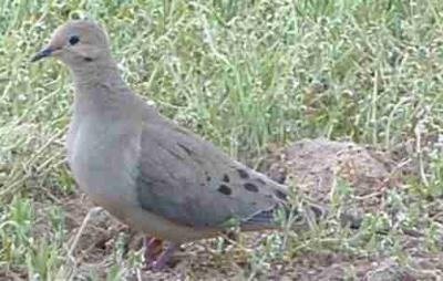 Mourning Dove That Became Family Pet