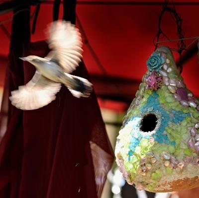 wren flying away from gourd birdhouse