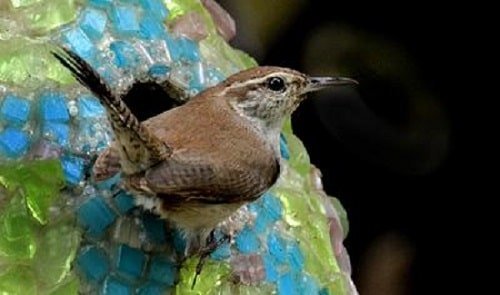 wren at entrance of gourd birdhouse