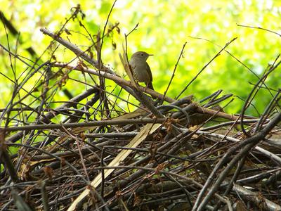 house wren searching for sticks