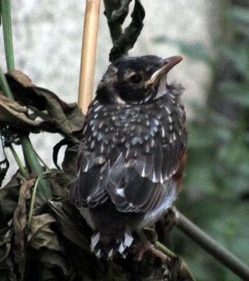 Baby Robin Has Left the Nest