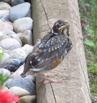 baby robin on ground