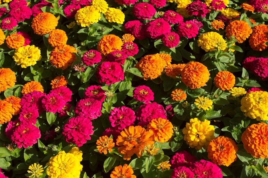 zinnia flowers in bloom